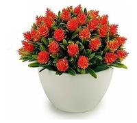 Ibergarden Impianto Ornamentale, Multicolore, Standard