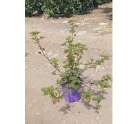 Ibisco Azzurro Alyogyne Huegelii Vaso 18 cm Arbusto da Fiore Sempreverde