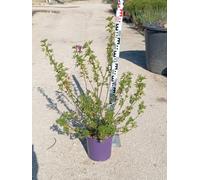 Ibisco Azzurro Alyogyne Huegelii Vaso 24 cm Arbusto da Fiore Sempreverde