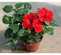 Ibisco belissima pianta Terre di Romagna made in Italy, vaso da 14cm alta bella super altissimo livello