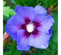 ibisco blu Syriacus Rosa di Sharon inverno Hardy 20, 200, 2000 semi