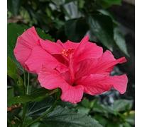 ibisco d'appartamento esotiche decorative giardino serre balcone giardino tappezzanti in vaso rialzata recisi 200semi