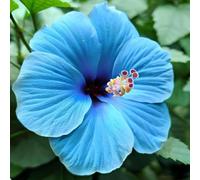 Ibisco Doppi Resistenti al Gelo,Varietà Classiche Multicolori,Essenziali per la Progettazione Del Paesaggio.- 4Wurzel-J