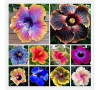 Ibisco Doppi Resistenti al Gelo,Varietà Classiche Multicolori,Essenziali per la Progettazione Del Paesaggio.- 2Wurzel-I