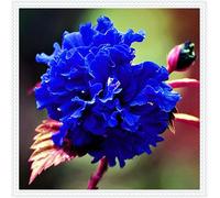 Ibisco Doppi Resistenti al Gelo,Varietà Classiche Multicolori,Essenziali per la Progettazione Del Paesaggio.-1Wurzel-H