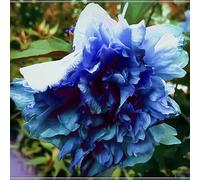 Ibisco Doppi Resistenti al Gelo,Varietà Classiche Multicolori,Essenziali per la Progettazione del Paesaggio.- 5Wurzel-A