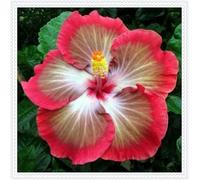 Ibisco Doppi Resistenti al Gelo,Varietà Classiche Multicolori,Essenziali per la Progettazione del Paesaggio.- 5Wurzel-D