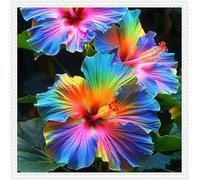 Ibisco Doppi Resistenti al Gelo,Varietà Classiche Multicolori,Essenziali per la Progettazione del Paesaggio.- 3Wurzel-G