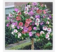 Ibisco Doppi Resistenti al Gelo,Varietà Classiche Multicolori,Essenziali per la Progettazione del Paesaggio.- 2Wurzel-B