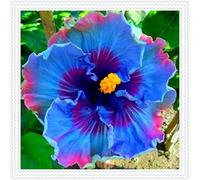 Ibisco Doppi Resistenti al Gelo,Varietà Classiche Multicolori,Essenziali per la Progettazione del Paesaggio.- 2Wurzel-I