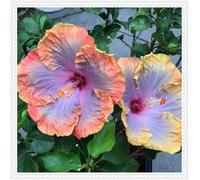 Ibisco Doppi Resistenti al Gelo,Varietà Classiche Multicolori,Essenziali per la Progettazione del Paesaggio.- 2Wurzel-E