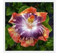 Ibisco Doppi Resistenti al Gelo,Varietà Classiche Multicolori,Essenziali per la Progettazione del Paesaggio.- 2Wurzel-C