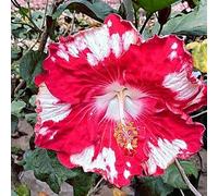 Ibisco Doppi Resistenti al Gelo,Varietà Classiche Multicolori,Essenziali per la Progettazione Del Paesaggio.- 2Wurzel-B