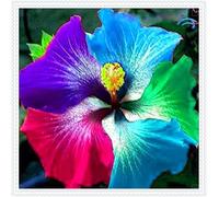 Ibisco Doppi Resistenti al Gelo,Varietà Classiche Multicolori,Essenziali per la Progettazione del Paesaggio.- 5Wurzel-F