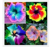 Ibisco Doppi Resistenti Al Gelo,Varietà Classiche Multicolori,Essenziali per la Progettazione Del Paesaggio.-1Wurzel-A