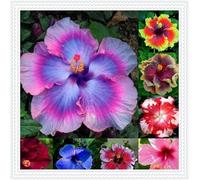 Ibisco Doppi Resistenti al Gelo,Varietà Classiche Multicolori,Essenziali per la Progettazione del Paesaggio.- 2Wurzel-J