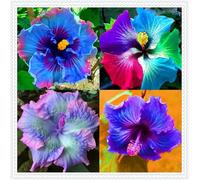 Ibisco Doppi Resistenti al Gelo,Varietà Classiche Multicolori,Essenziali per la Progettazione Del Paesaggio.- 4Wurzel-C