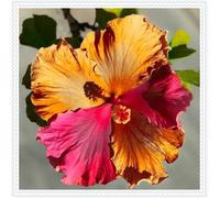 Ibisco Doppi Resistenti Al Gelo,Varietà Classiche Multicolori,Essenziali per la Progettazione Del Paesaggio.- 3Wurzel-J