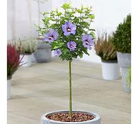 Ibisco Marina - Rosa di Sharon | Albero in vaso deciduo per giardini e patii