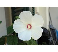 Ibisco palustre gigante fiori bianchi - 10 semi