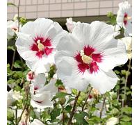 ibisco - resistenti in vaso decorazioni giardino esterni 100semi