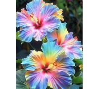 Ibisco vivo cangiante (Hibiscus mutabilis) per giardini esterni, arbusti di rosa del cotone-4 Radici di ibisco-D