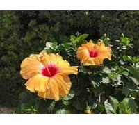 ibiscus pianta bellissima vera Terre di Romagna Made in Italy, altidssimo livello vaso 14cm alta bella arancione