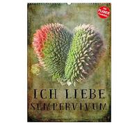 Ich liebe Sempervivum (Wandkalender 2026 DIN A2 hoch), CALVENDO Monatskalender: Der ideale Kalender für alle Sempervivum Liebhaber