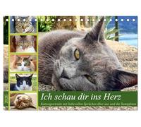 Ich schau dir ins Herz (Tischkalender 2026 DIN A5 quer), CALVENDO Monatskalender: Katzenportraits mit Zitaten über die Beziehung zwischen Tier und Mensch
