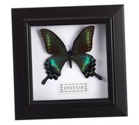 IDEANATEGRATE Cornice Espositore Farfalle Decorazione Murale Fatta a Mano Campione Realistico, Ornamento da Appendere alla Parete per Casa, Ufficio e Feste, Misura Unica Resistente