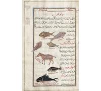 Identificato nel libro come diversi pesci tra cui un gudgeon di mare sardine e un tonno. Anche un dio marino nella pancia di un maiale. Seguendo un'illustrazione di Mirza Baqir in un libro iraniano