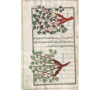 Identificato nel libro come Grapevine. Vitis vinifera. Dopo un'illustrazione di Mirza Baqir in un libro iraniano del XIX secolo del medico e botanico greco Pedanius Dioscorides opera De Materia Medica