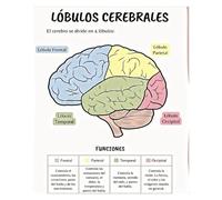 IDGTTLDF Detailed Cerebral Cortex Lobes Poster, Psychology & Neurology Learning Tool, Decorative Wall Art for Counselor Office or Student Dorm Unframed,08x12inch(20x30cm)