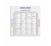 IDGTTLDF Genetic Code & Amino Acids Educational Chart - High Quality Laminated Poster for Science Enthusiasts Unframed,16x24inch(40x60cm)