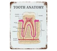 IDGTTLDF Oral Anatomy Chart Human Teeth Diagram Vintage Tin Sign Metal Wall-Art for Student Study Room Decor 8 X 12 inch