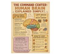 IDGTTLDF The Human Brain Anatomical Chart Poster, Labeled Medical Illustration for Study, Perfect Wall Art for Doctor’s Office, School Science Lab Decor Unframed,12x18inch(30x45cm)