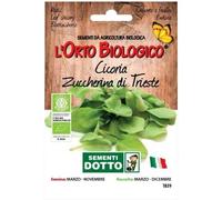 Idroponica Semi biologici di Cicoria Triestina Taglio