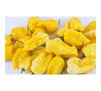Idroponica Semi di Peperoncino 7 Pot Orange-Yellow