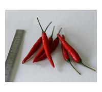 Idroponica Semi di Peperoncino Thai Dragon