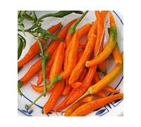 Idroponica Semi di Peperoncino Thai Orange Hot
