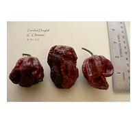 Idroponica Semi di Peperoncino Trinidad Douglah