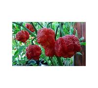 Idroponica Semi di Peperoncino Trinidad Scorpion Moruga Red