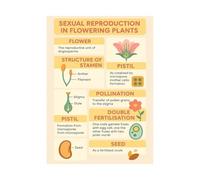 IDUTQUMW Flowering Plant Reproductive System Poster, Sexual Reproduction Biology Chart, Botany Wall Art for Science Teachers & Students(Unframed,16x24inch(40x60cm))