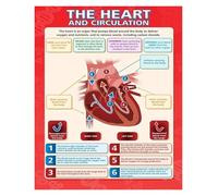 IDUTQUMW Heart and Circulatory System Poster - Human Anatomy Biology Chart, STEM Educational Wall Decor for Middle & High School(Framed,08x12inch(20x30cm))