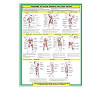 IDUTQUMW The Biomechanics of Golf Poster | 4-Phase Swing Breakdown with Color-Coded Muscle Activation | Large Laminated Chart for Training Facilities(Framed,16x24inch(40x60cm))
