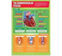 IDUTQUMW The Complete Circulatory System Guide - Educational Poster Set for Anatomy Revision, Perfect for Pre-Med Students and Trainees(Unframed,16x24inch(40x60cm))
