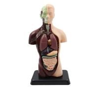 ieron 1PCS I modelli di anatomia umana sono ottimi per la ricerca anatomica. Costruisci il tuo museo di anatomia. Impara i modelli anatomici del torso.