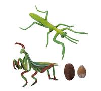 ifundom 1set Mantis Growth Cycle Giocattolo Educativo Per Realistico Del Ciclo Di Vita Della Mantide Strumento Didattico Interattivo Per Apprendimento Naturale e Educazione Prescolare