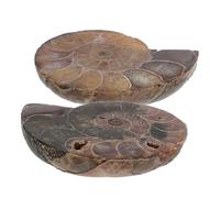 ifundom 2 Pezzi Ammonite Conca Ammonite Ammolite Pietra Preziosa Naturale Per La Decorazione Della Casa Pietre Naturali E Minerali
