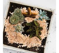 ifundom Ghiaia Decorativa per Piante Succulente Ciottoli Piccoli per Vasi e Terrari Sabbia Colorata per Giardino Pietre Naturali per Crescita Sana di Succulente e Fiori per Piante in Vaso